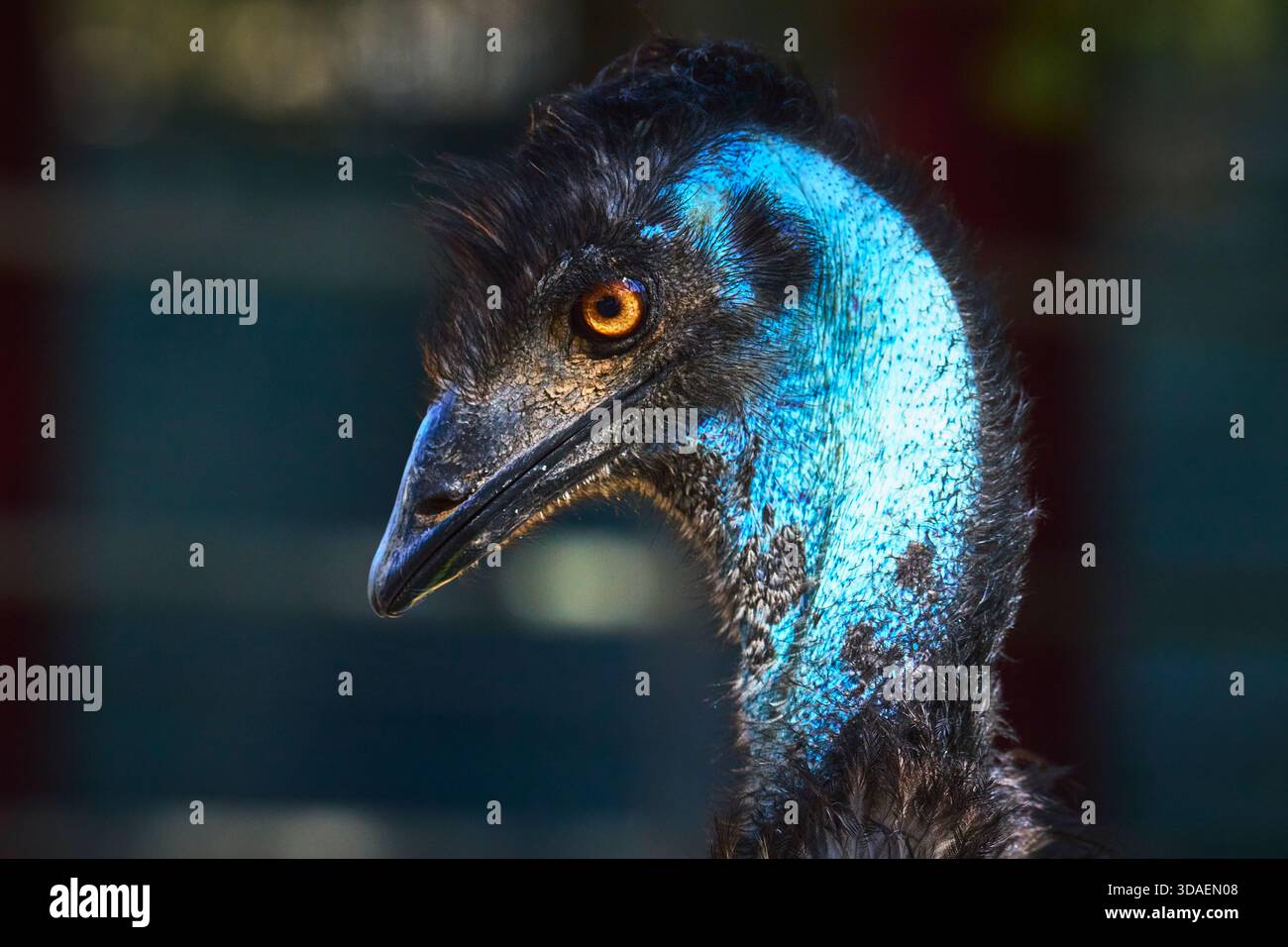 Gros plan sur l'Emu au sanctuaire animal Sanctuary de Las Vegas Nevada avec un plumage bleu saisissant Banque D'Images