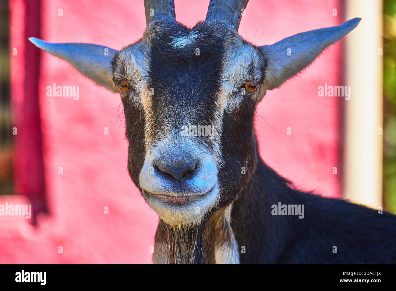 Portrait de chèvre au sanctuaire animal avec mur vibrant à la lumière du soleil Banque D'Images