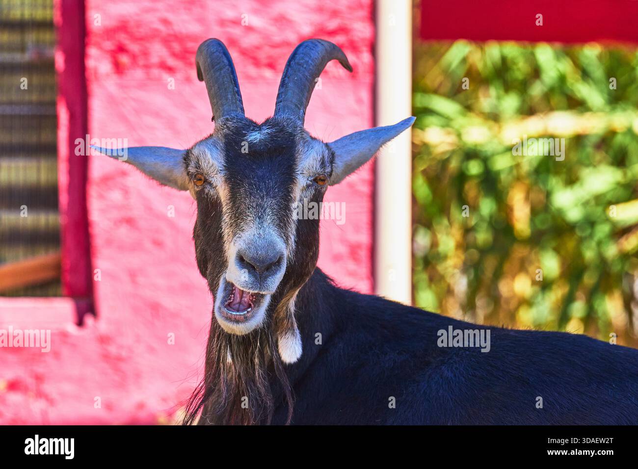 Chèvre au visage expressif au sanctuaire animal dans un cadre extérieur lumineux Banque D'Images