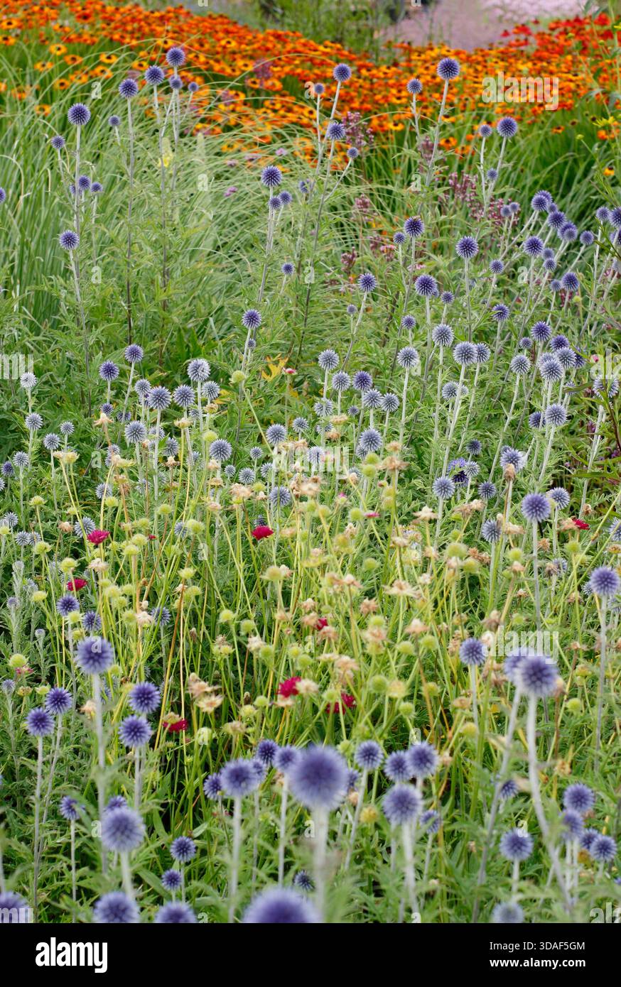 Bordure de jardin d'été colorée avec Helenium Moerheim Beauty orange doré vif et chardons globe Echinops épis bleus poussant en juillet Banque D'Images