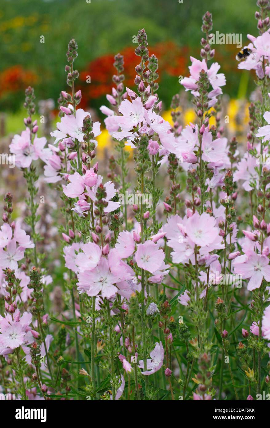 Sidalcea 'Elsie Heugh' une mauve des Prairies, dans une bordure de jardin de chalet. Mauve rose comme des fleurs. Banque D'Images