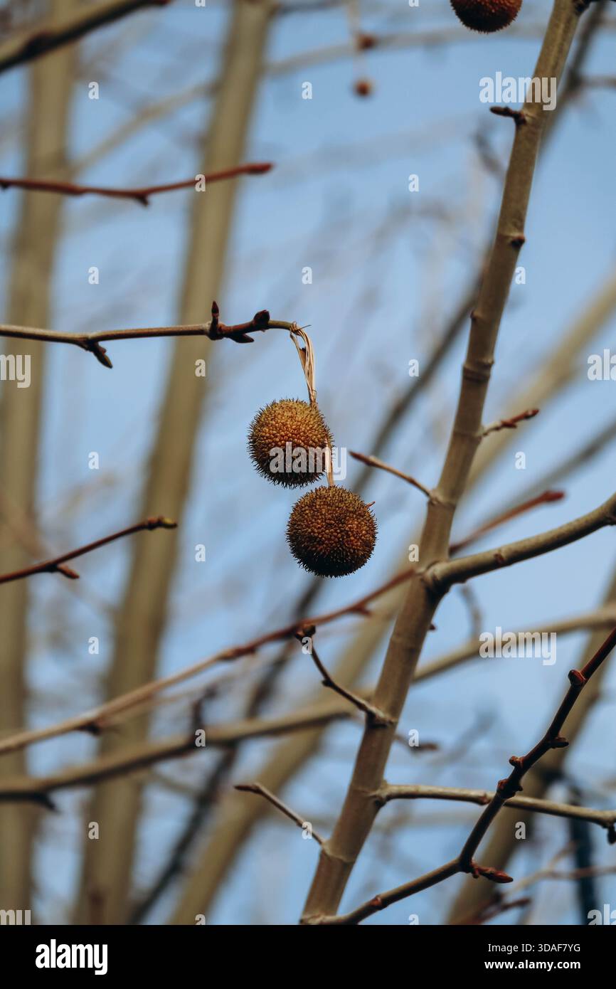 Fruits de Platane sur les arbres en hiver Banque D'Images