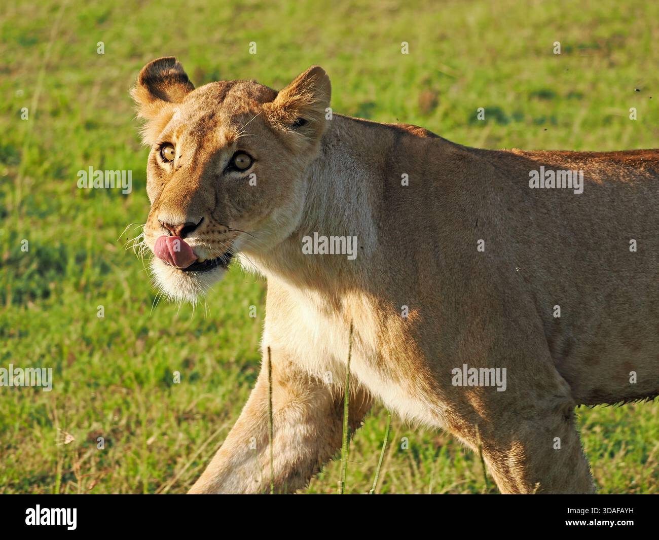 Jeune lionne affamée (Panthera leo) avec la langue sortant à travers les prairies du Masai Mara, Kenya, Afrique Banque D'Images