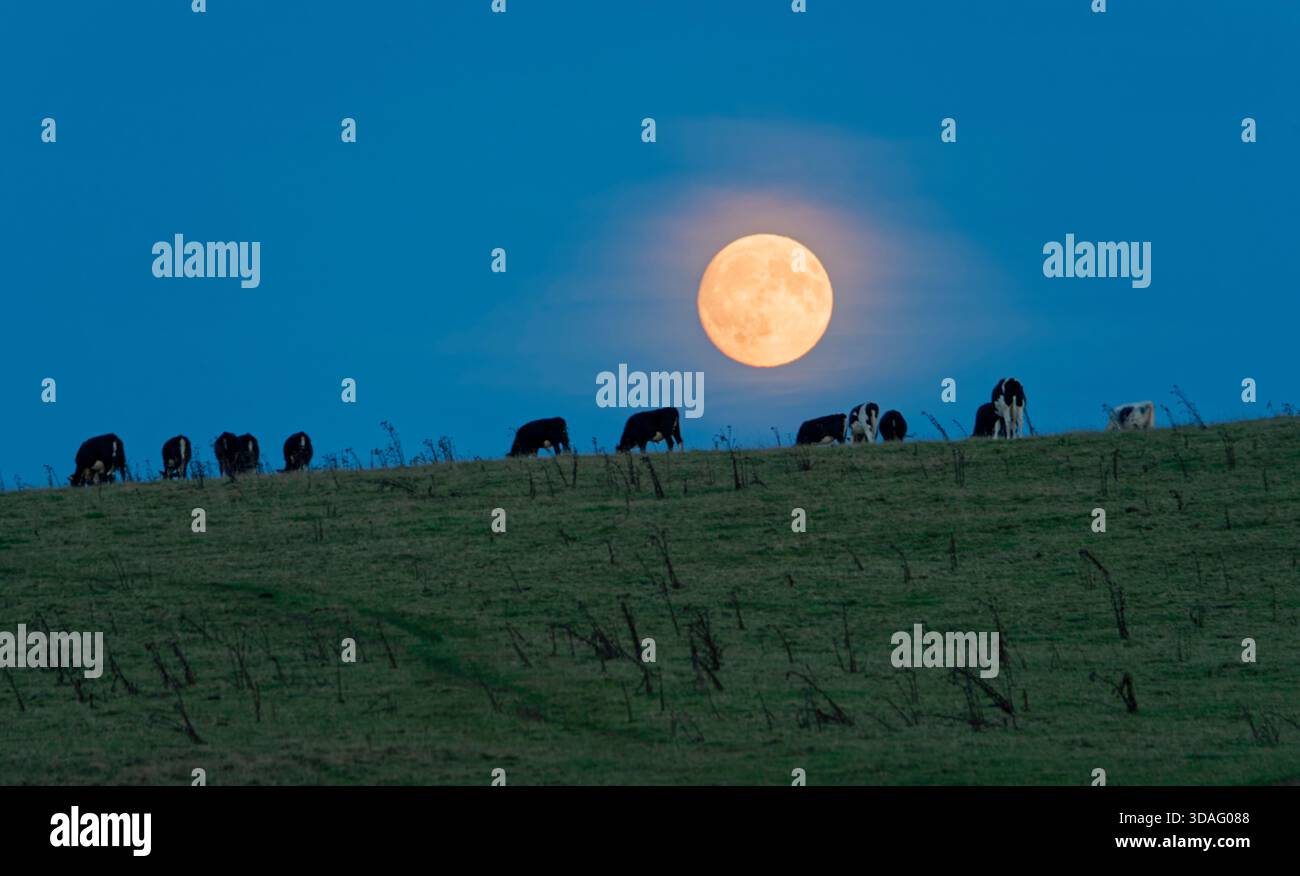 Les bovins paissent près de Priddy Nine Barrows dans les collines de Mendip, Somerset. Lumière du crépuscule, pleine lune se levant Banque D'Images