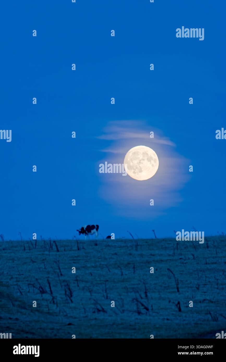 Les bovins paissent près de Priddy Nine Barrows dans les collines de Mendip, Somerset. Lumière du crépuscule, pleine lune se levant Banque D'Images