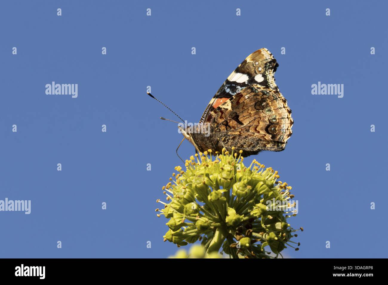 Papillon amiral rouge (Vanessa atalanta) insecte adulte se nourrissant de fleurs de lierre en été, Angleterre, Royaume-Uni Banque D'Images