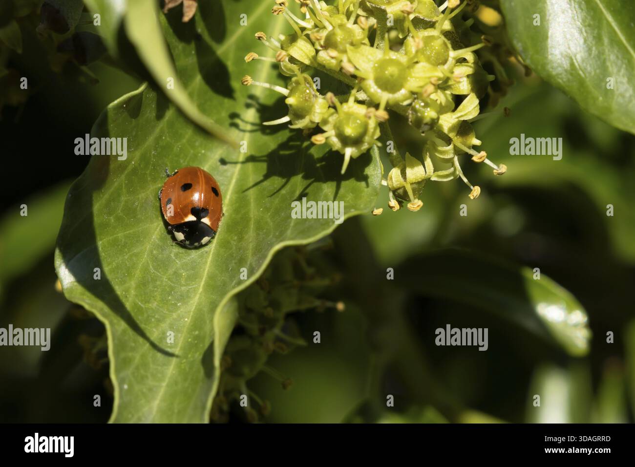 Coccinelle septempunctata (coccinella septempunctata), insecte adulte sur une feuille de lierre en été, Angleterre, Royaume-Uni Banque D'Images