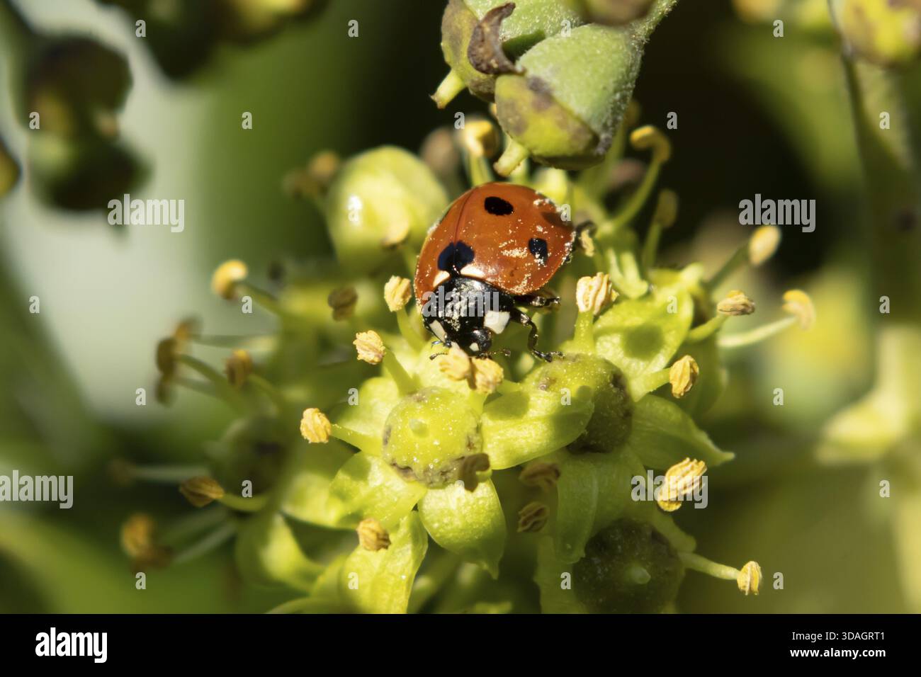 Coccinelle septempunctata (coccinella septempunctata), insecte adulte sur une fleur de lierre en été, Angleterre, Royaume-Uni Banque D'Images
