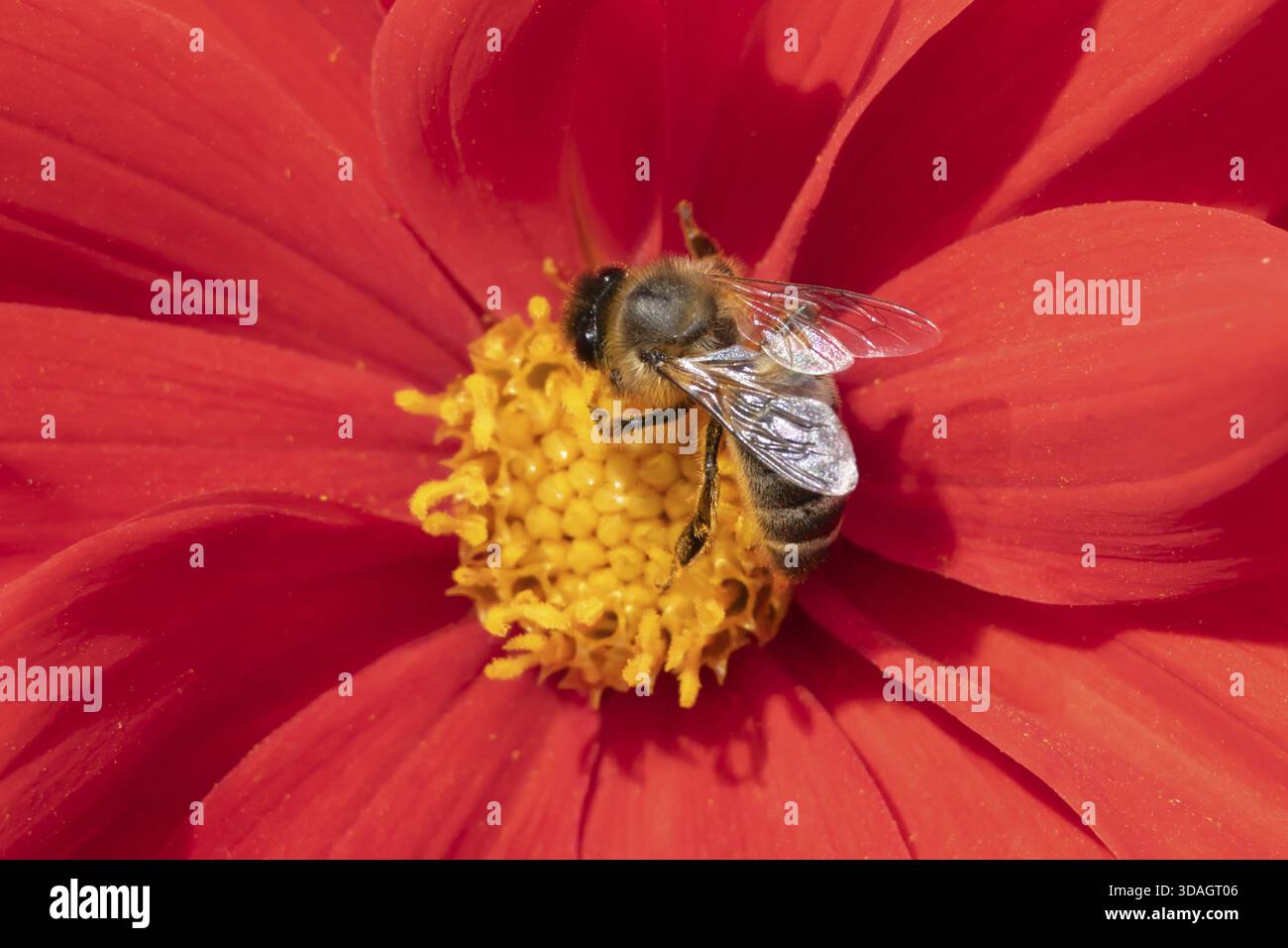 Abeille à miel (Apis mellifera) insecte adulte se nourrissant sur une fleur de dahlia de jardin en été, Angleterre, Royaume-Uni Banque D'Images