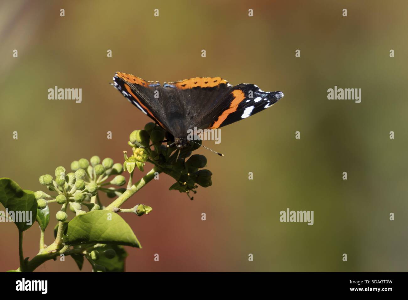 Papillon amiral rouge (Vanessa atalanta) insecte adulte se nourrissant de fleurs de lierre en été, Angleterre, Royaume-Uni Banque D'Images