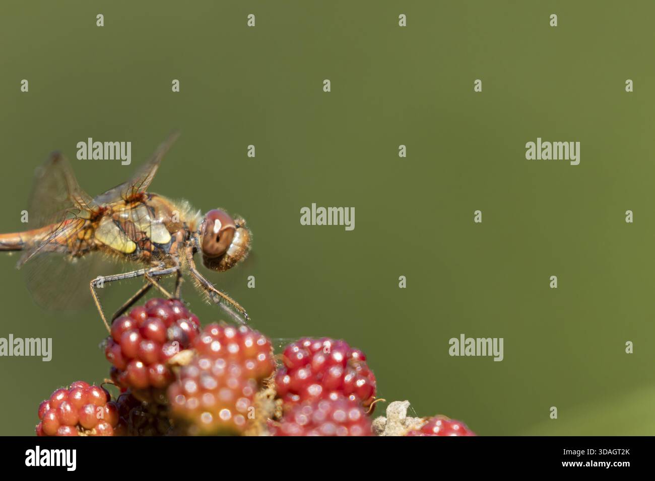 Libellule dard commun (Sympetrum striolatum) insecte adulte reposant sur un fruit de mûre en été, Angleterre, Royaume-Uni Banque D'Images