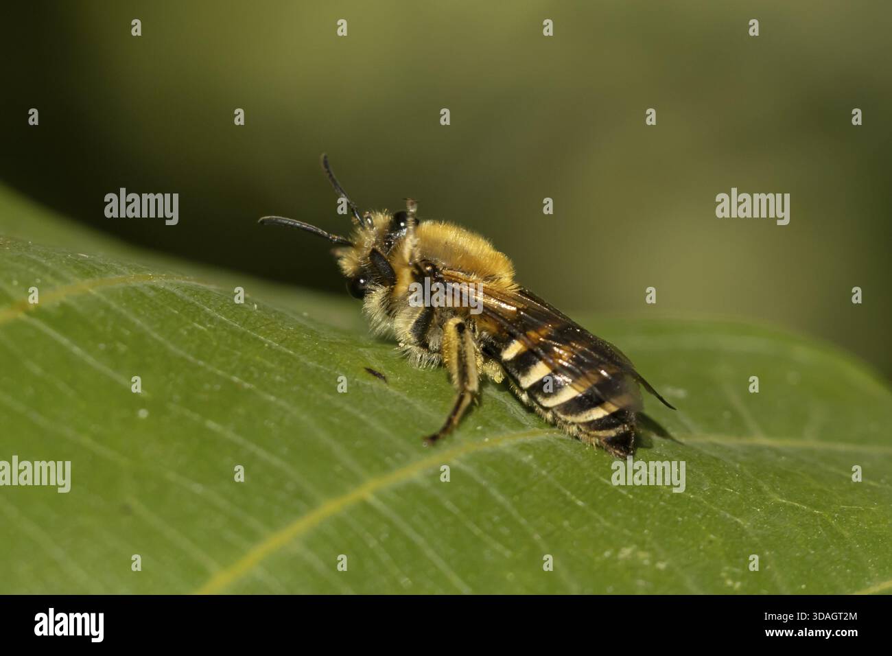 Abeille lierre (Colletes hederae) insecte adulte sur une feuille de plante en été, Angleterre, Royaume-Uni Banque D'Images