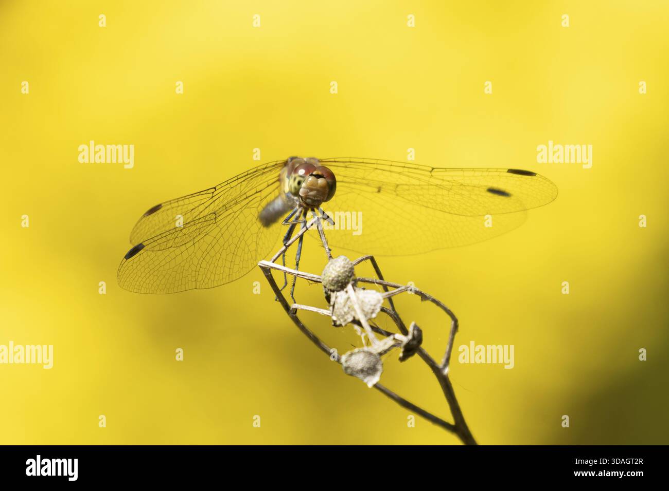 Insecte adulte de libellule daire commune (Sympetrum striolatum) sur une tête de semence de plante en été, Angleterre, Royaume-Uni Banque D'Images