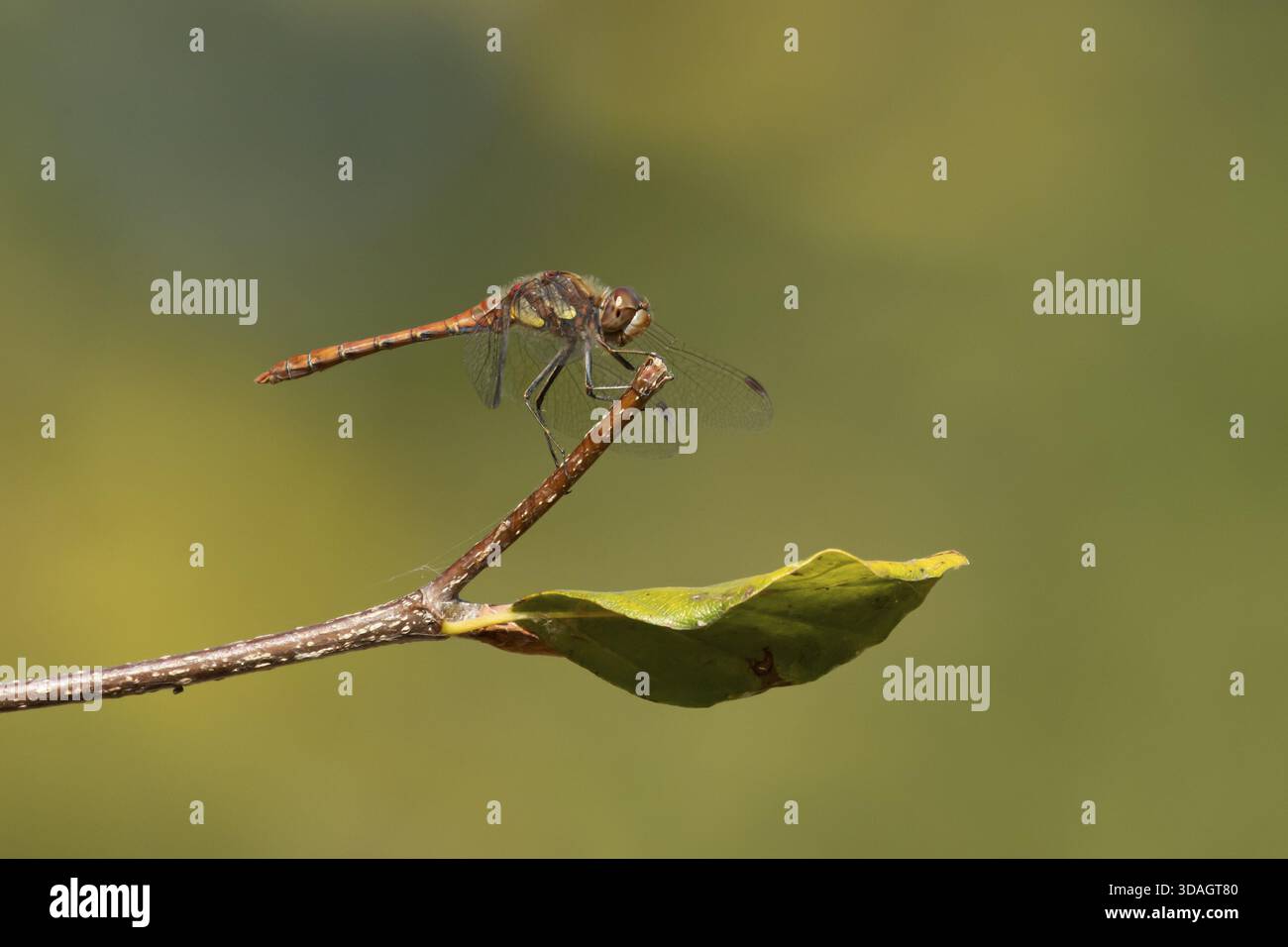 Libellule dard commun (Sympetrum striolatum) insecte adulte reposant sur une branche d'arbre en été, Angleterre, Royaume-Uni Banque D'Images