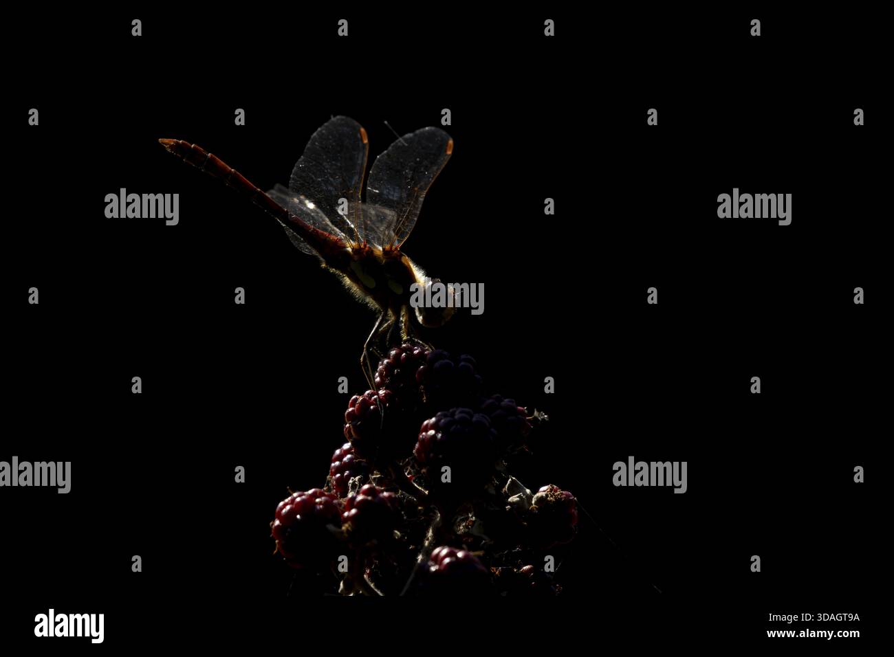 Libellule dard commun (Sympetrum striolatum) insecte adulte rétro-éclairé reposant sur des fruits de mûre en été, Angleterre, Royaume-Uni Banque D'Images