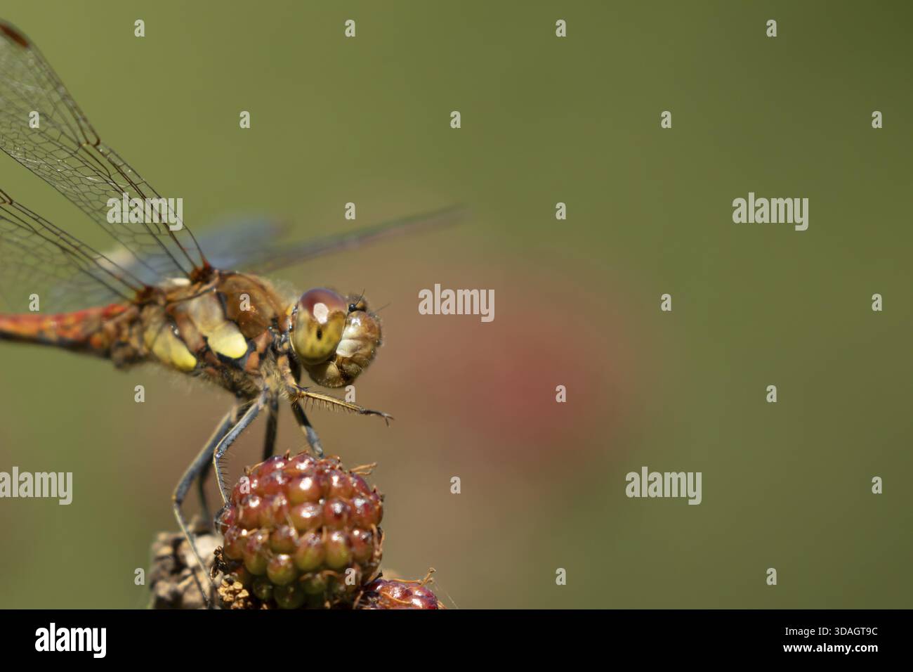 Libellule dard commun (Sympetrum striolatum) insecte adulte reposant sur des mûres en été, Angleterre, Royaume-Uni Banque D'Images