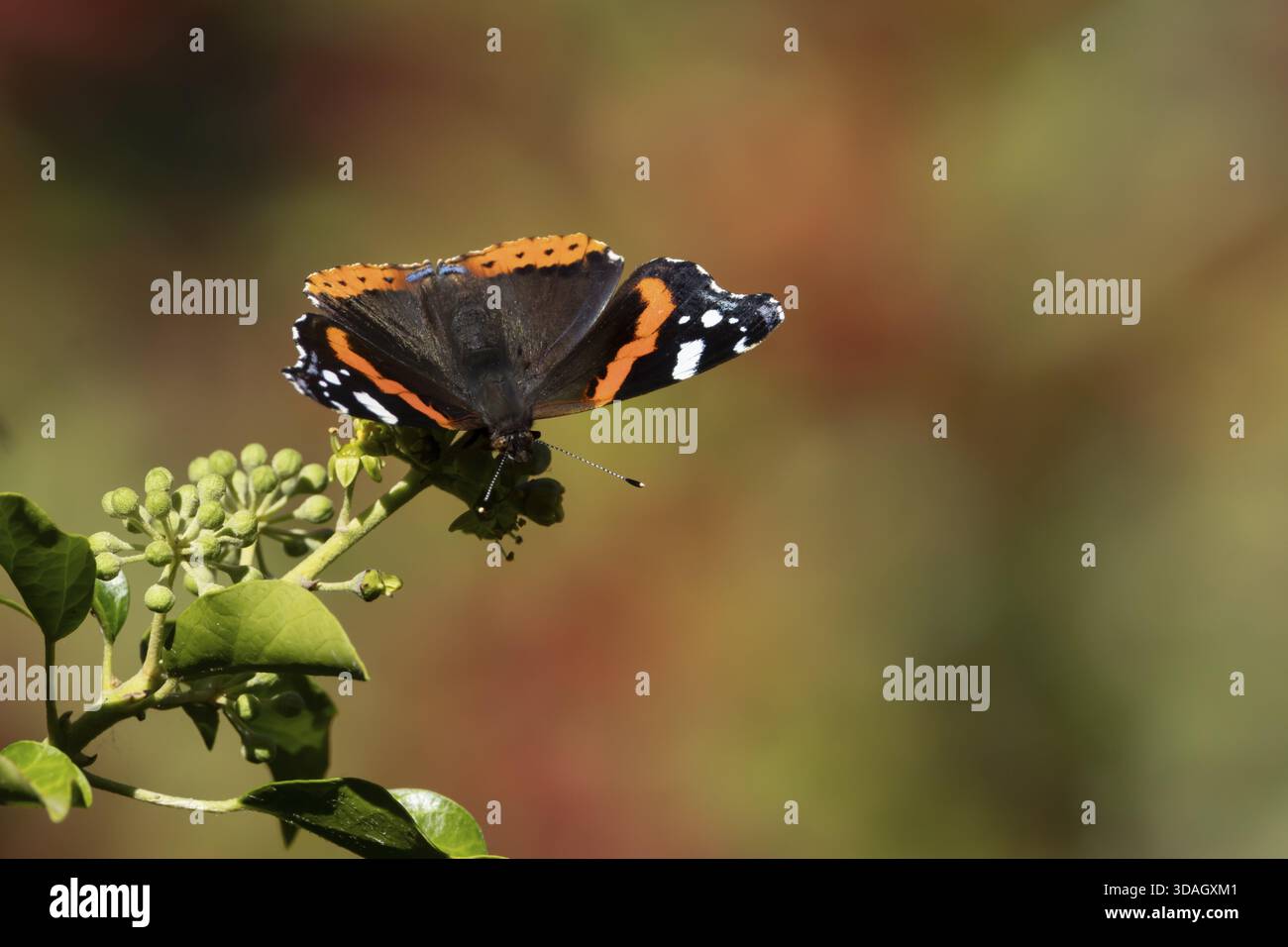 Papillon amiral rouge (Vanessa atalanta) insecte adulte se nourrissant de fleurs de lierre en été, Angleterre, Royaume-Uni Banque D'Images