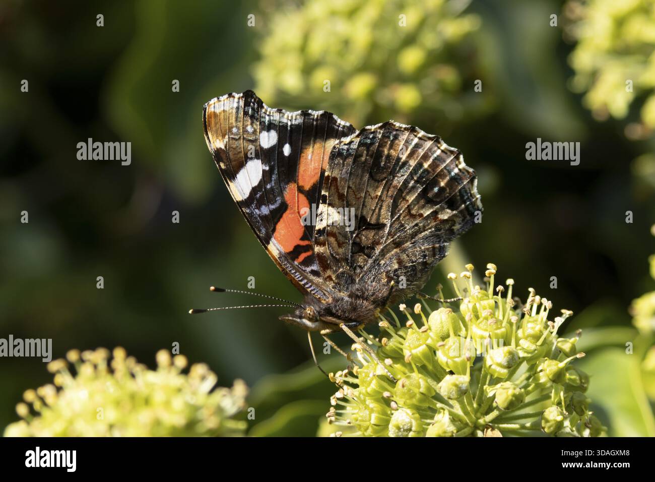 Papillon amiral rouge (Vanessa atalanta) insecte adulte se nourrissant de fleurs de lierre en été, Angleterre, Royaume-Uni Banque D'Images