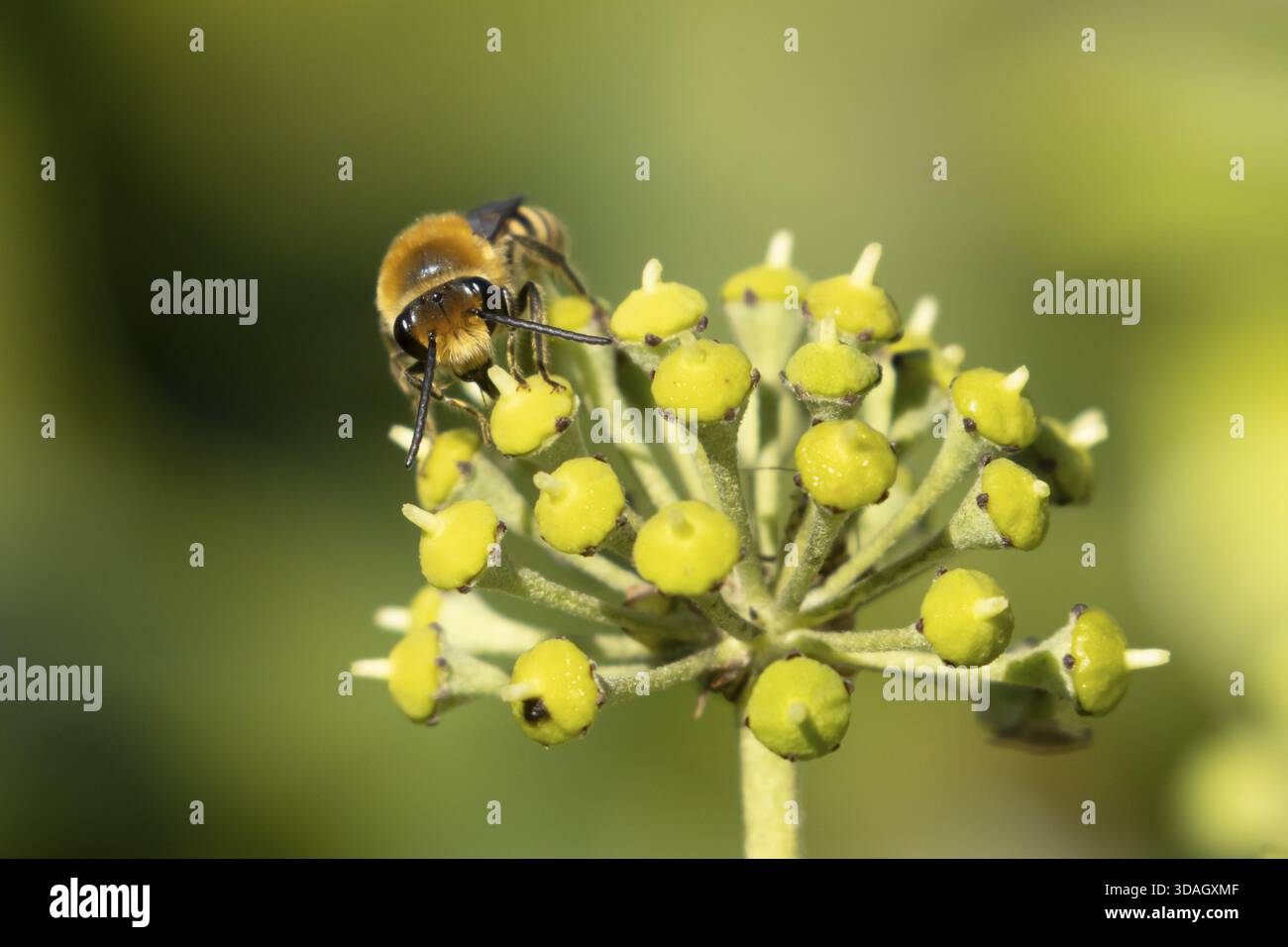Abeille lierre (Colletes hederae) insecte adulte se nourrissant de fleurs de lierre en été, Angleterre, Royaume-Uni Banque D'Images