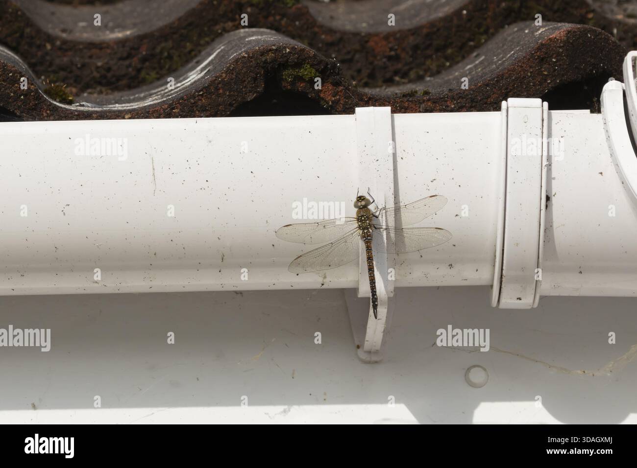 Libellule faucheuse migrante (Aeshna mixta) insecte adulte reposant sur une gouttière de maison en été, Angleterre, Royaume-Uni Banque D'Images