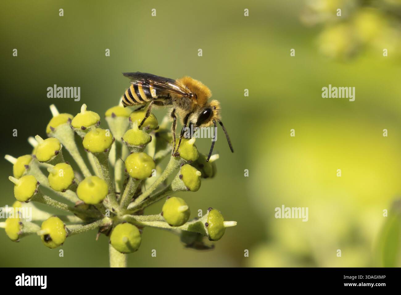 Abeille lierre (Colletes hederae) insecte adulte se nourrissant de fleurs de lierre en été, Angleterre, Royaume-Uni Banque D'Images