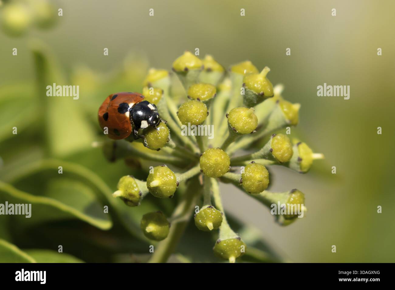 Coccinelle septempunctata (coccinella septempunctata), insecte adulte sur une fleur de lierre en été, Angleterre, Royaume-Uni Banque D'Images