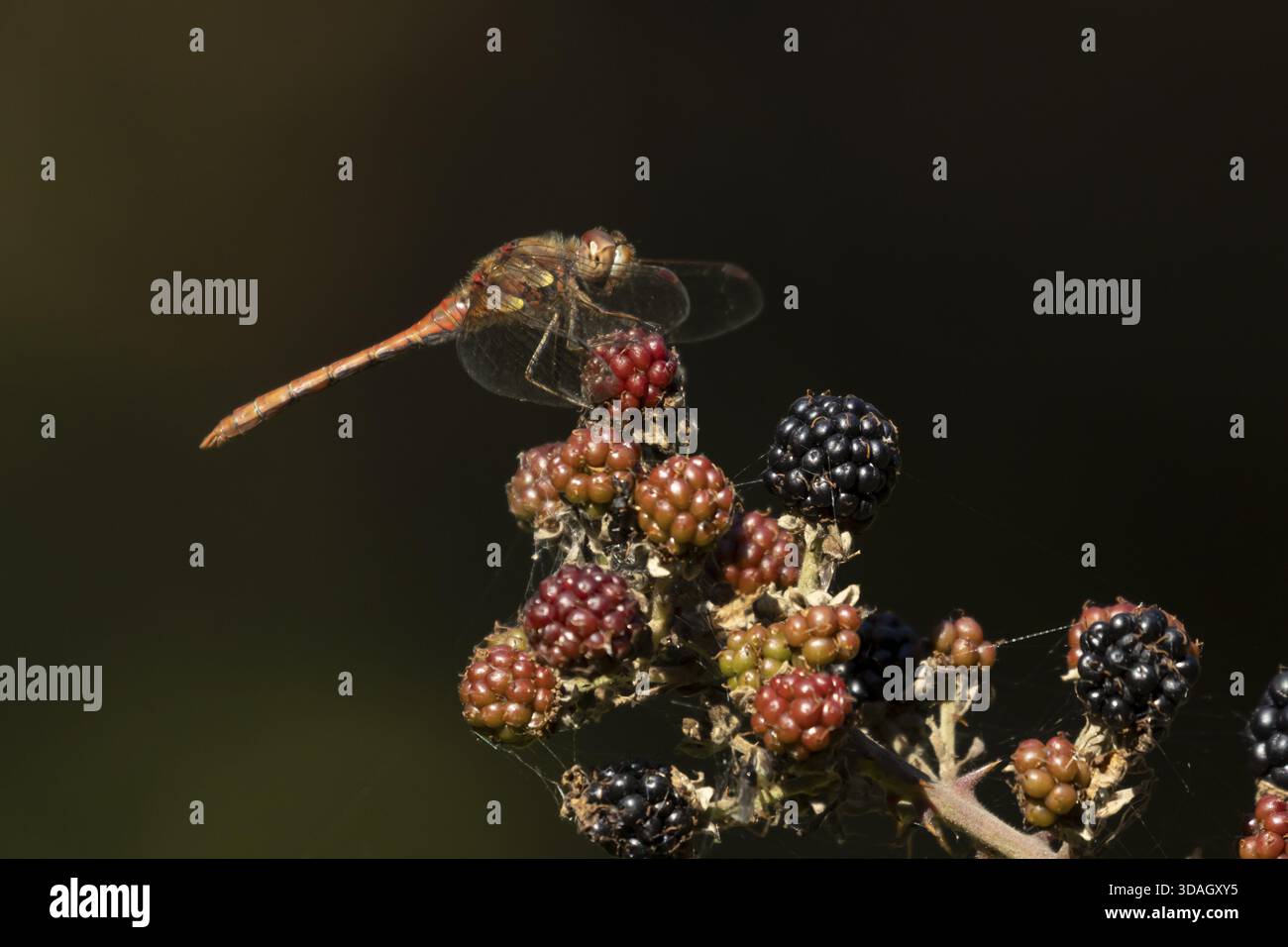 Libellule dard commun (Sympetrum striolatum) insecte adulte reposant sur des mûres en été, Angleterre, Royaume-Uni Banque D'Images