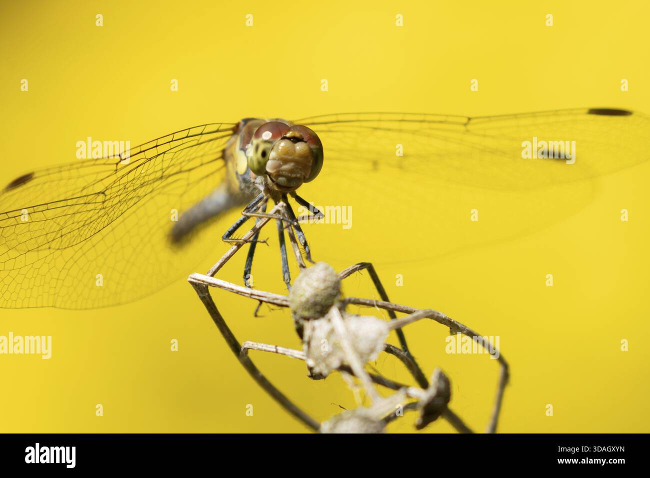 Insecte adulte de libellule daire commune (Sympetrum striolatum) sur une tête de semence de plante en été, Angleterre, Royaume-Uni Banque D'Images