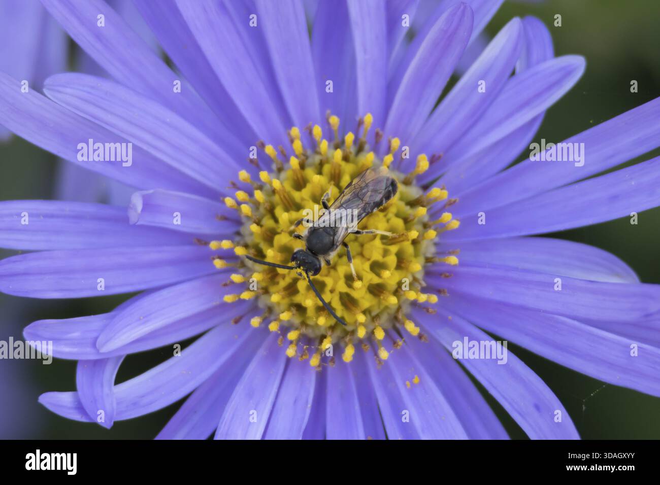Abeille à face jaune (Hylaeus spp.) Insecte adulte sur une fleur d'Aster de jardin en été, Angleterre, Royaume-Uni Banque D'Images