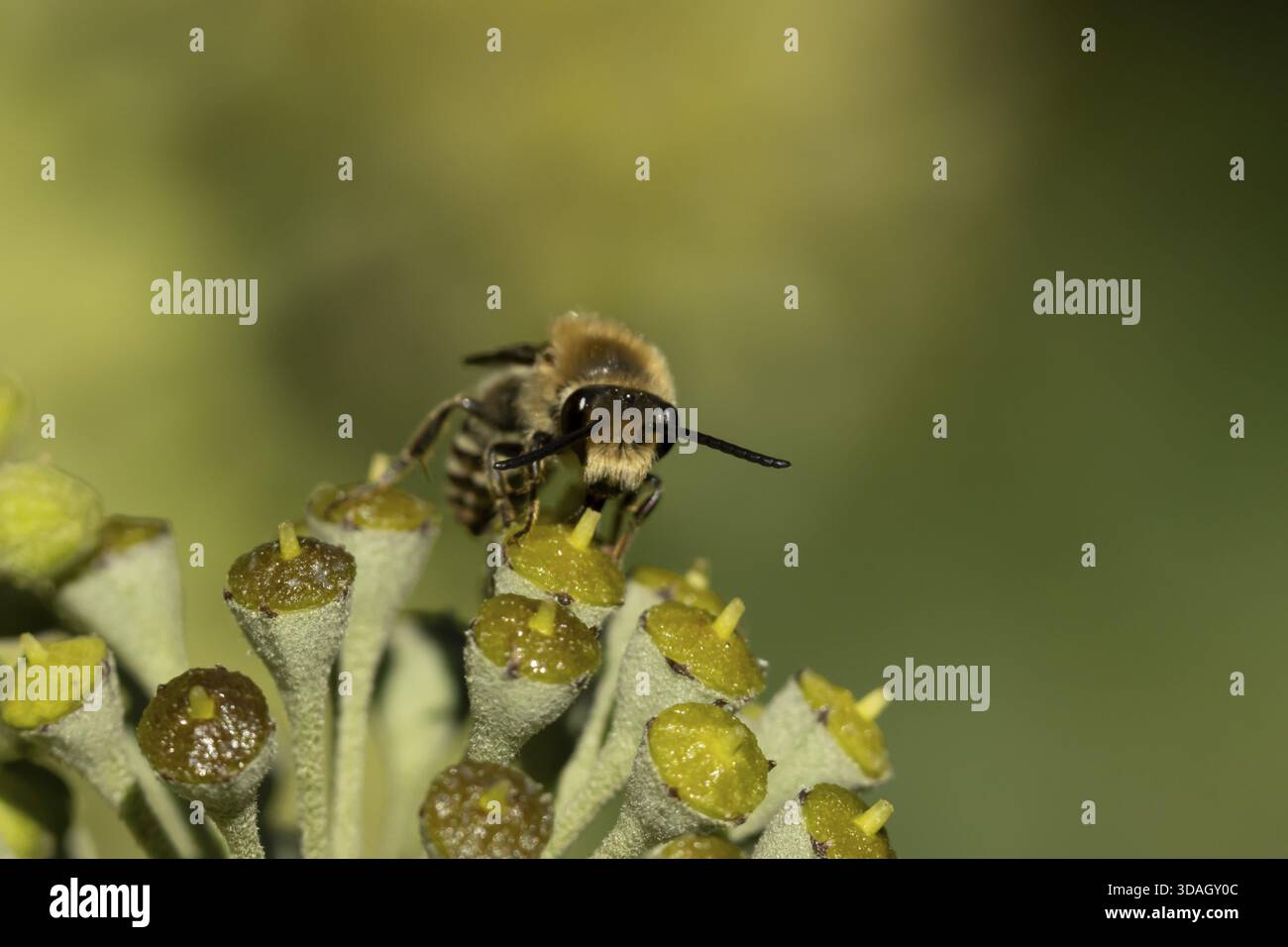 Abeille lierre (Colletes hederae) insecte adulte se nourrissant de fleurs de lierre en été, Angleterre, Royaume-Uni Banque D'Images