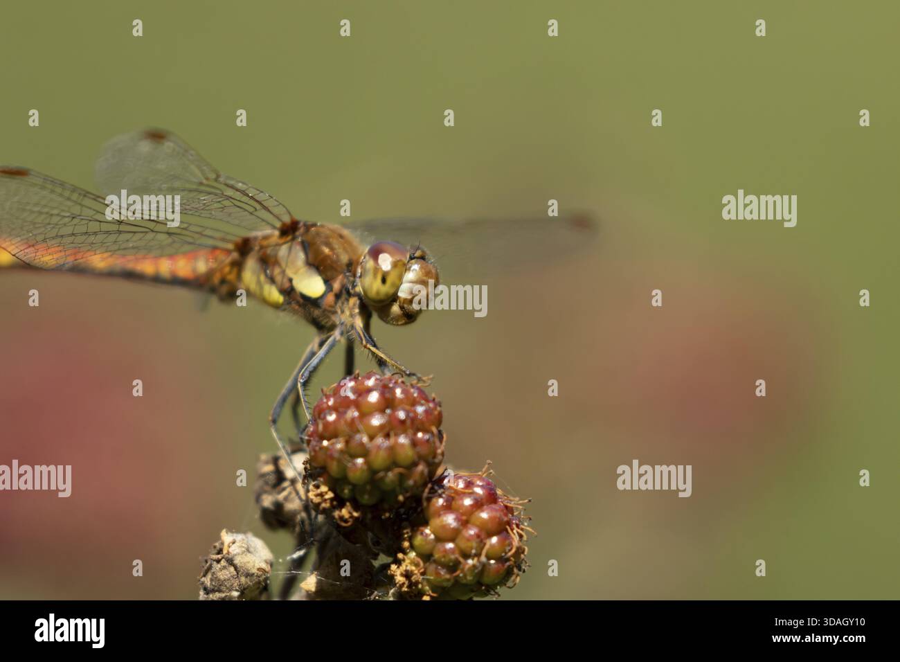 Libellule dard commun (Sympetrum striolatum) insecte adulte reposant sur des mûres en été, Angleterre, Royaume-Uni Banque D'Images