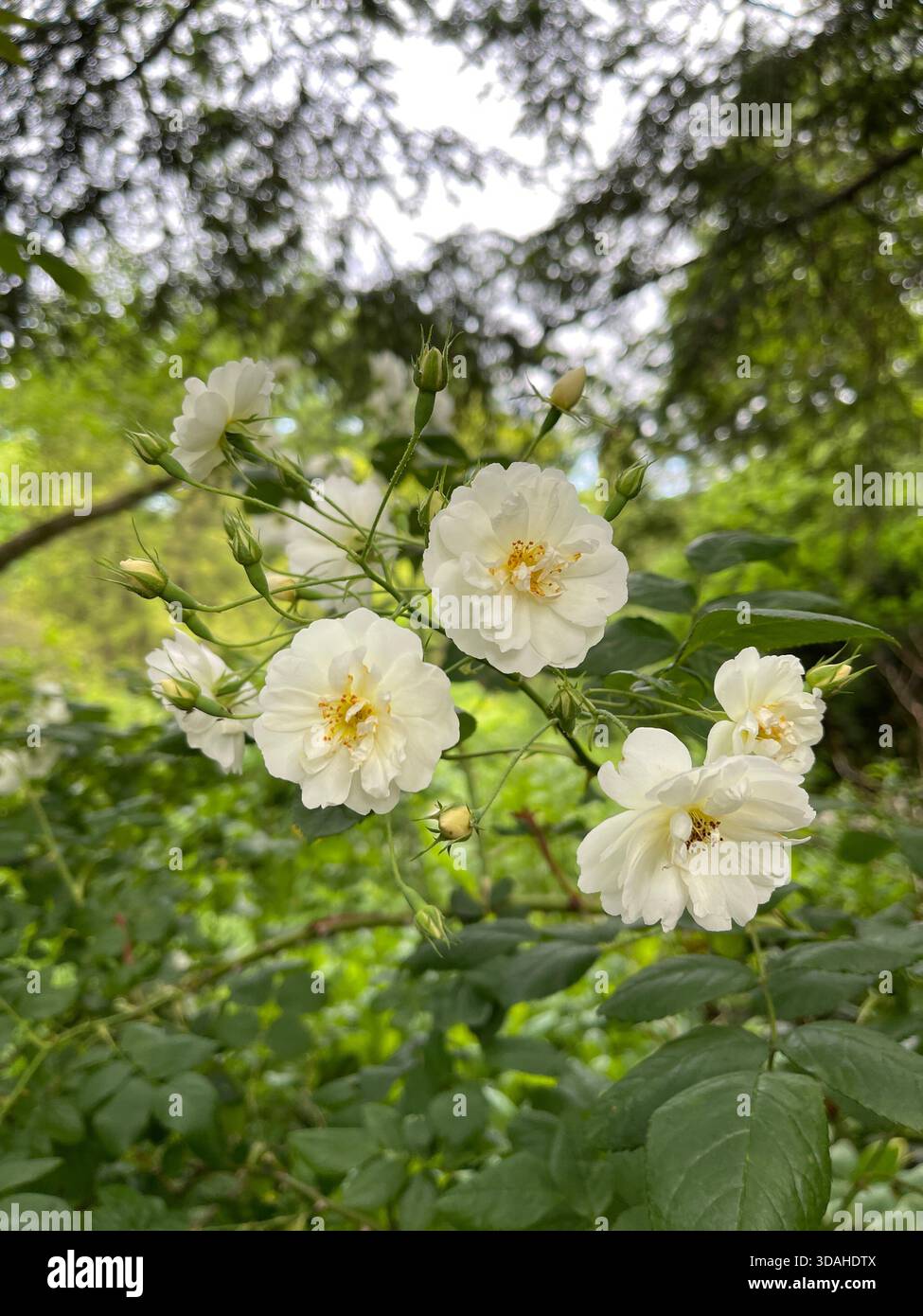 Roses — la poésie intemporelle de la nature. Banque D'Images