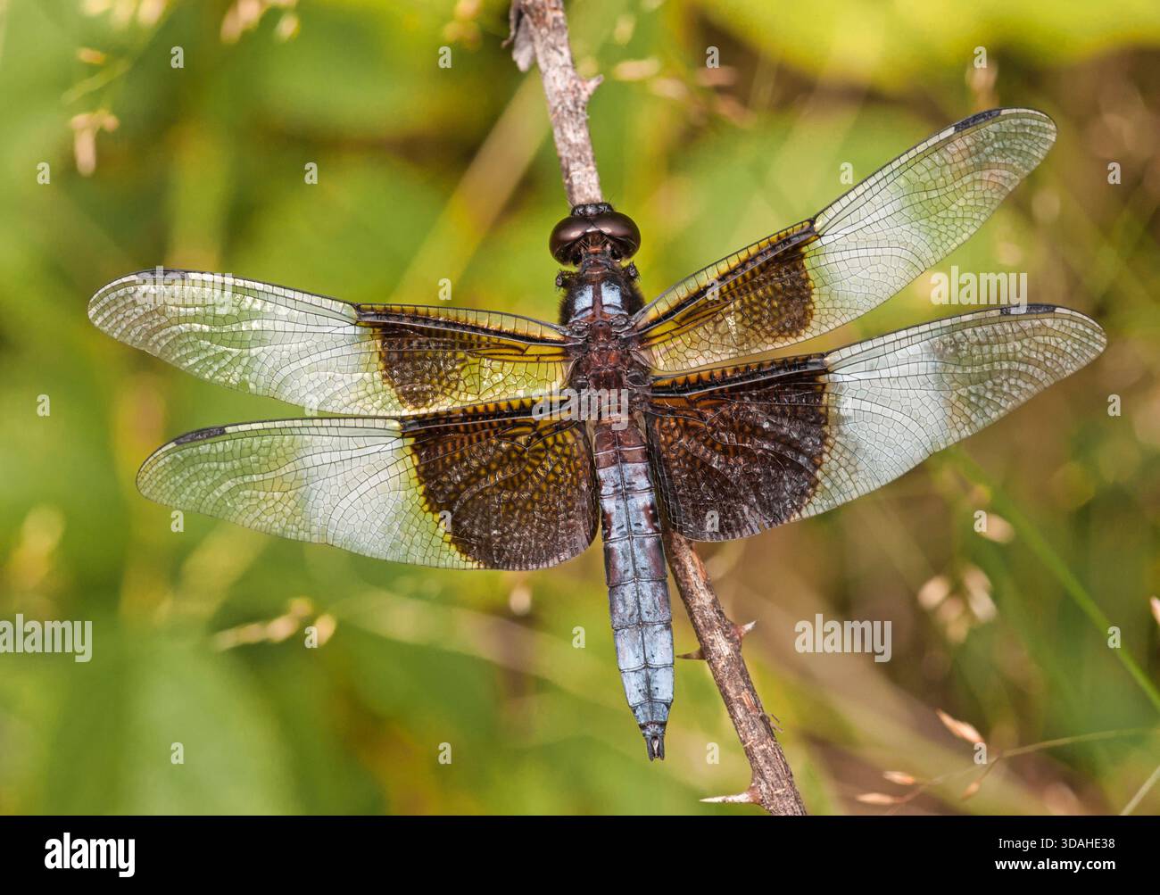 Une belle libellule Widow Skimmer se perche sur une brindille en attendant que les petits insectes s'approchent suffisamment près pour être capturés. Banque D'Images