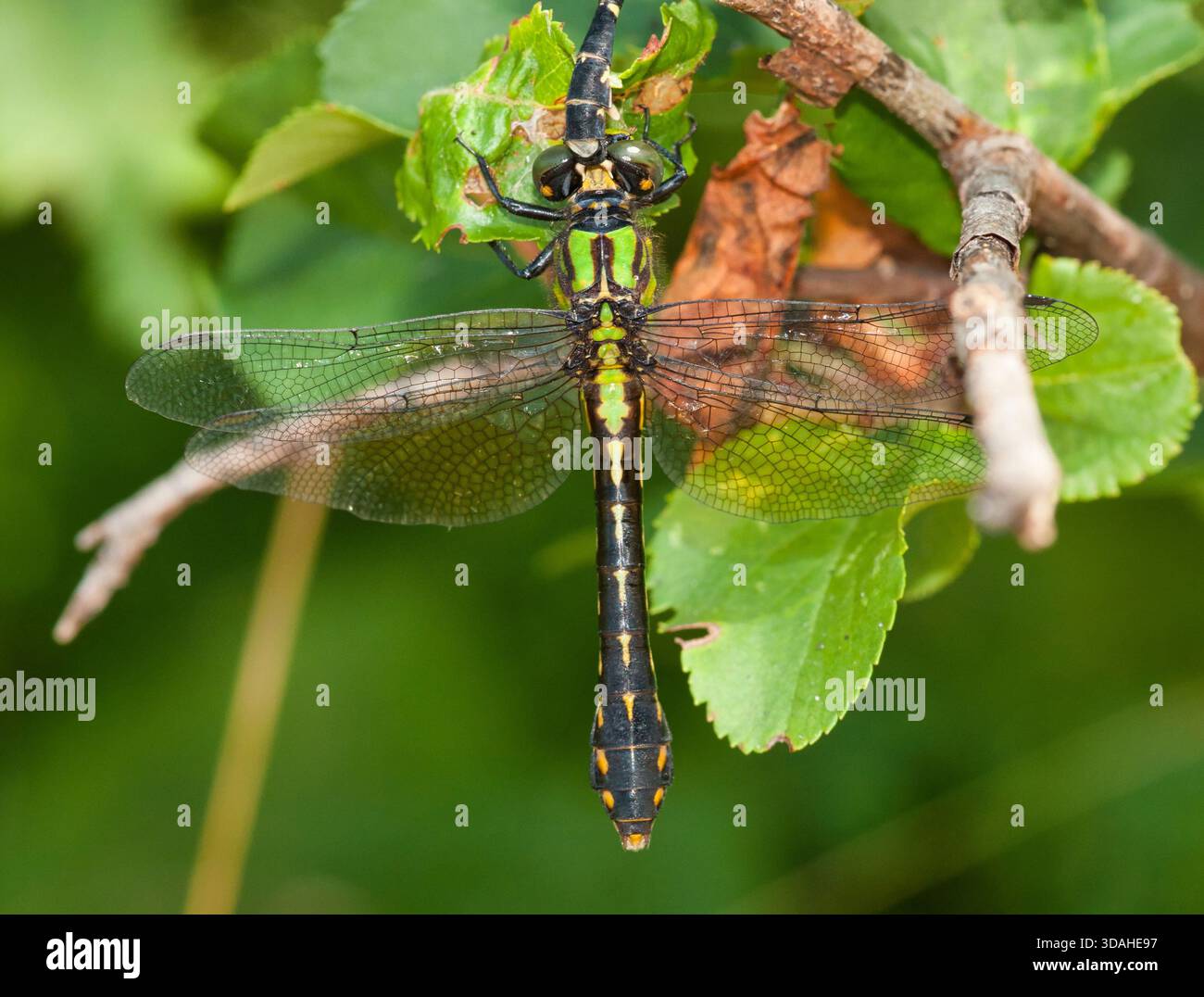 Gros plan d'une libellule pygmée à queue de serpent avec une queue de Clubtail partiellement visible dans une forêt de northwoods près de la rivière Pine, comté de Florence, Wisconsin. Banque D'Images