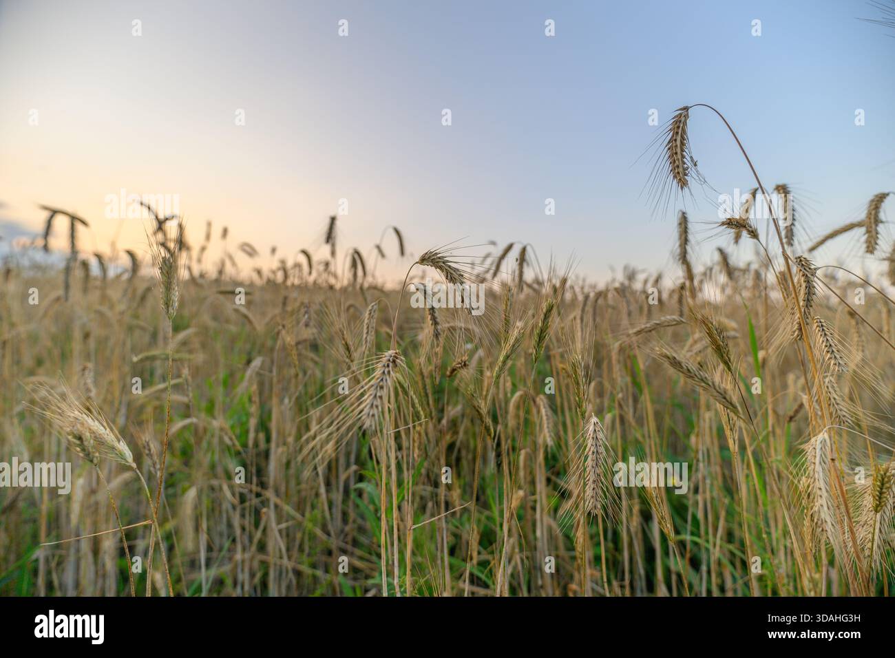 Une vue sereine et magnifique sur les champs dorés se balançant doucement dans la lumière du soir, capturant parfaitement la splendeur des natures Banque D'Images