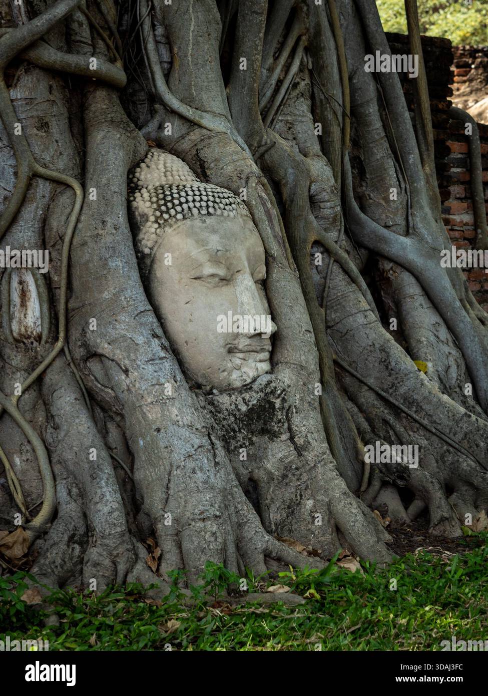 Ayutthaya, Thaïlande - 1er mars 2025 : tête de Bouddha célèbre dans les racines d'arbre bodhi à Wat Mahathat, parc historique d'Ayutthaya. Banque D'Images