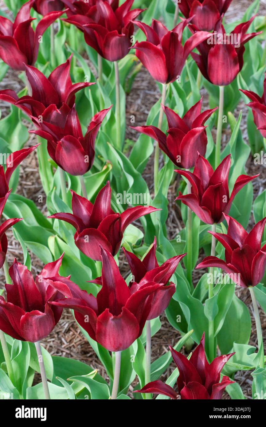 Tulipa Sarah Raven, Tulip Sarah Raven, à fleurs de lis, tulipe Bordeaux profond Banque D'Images