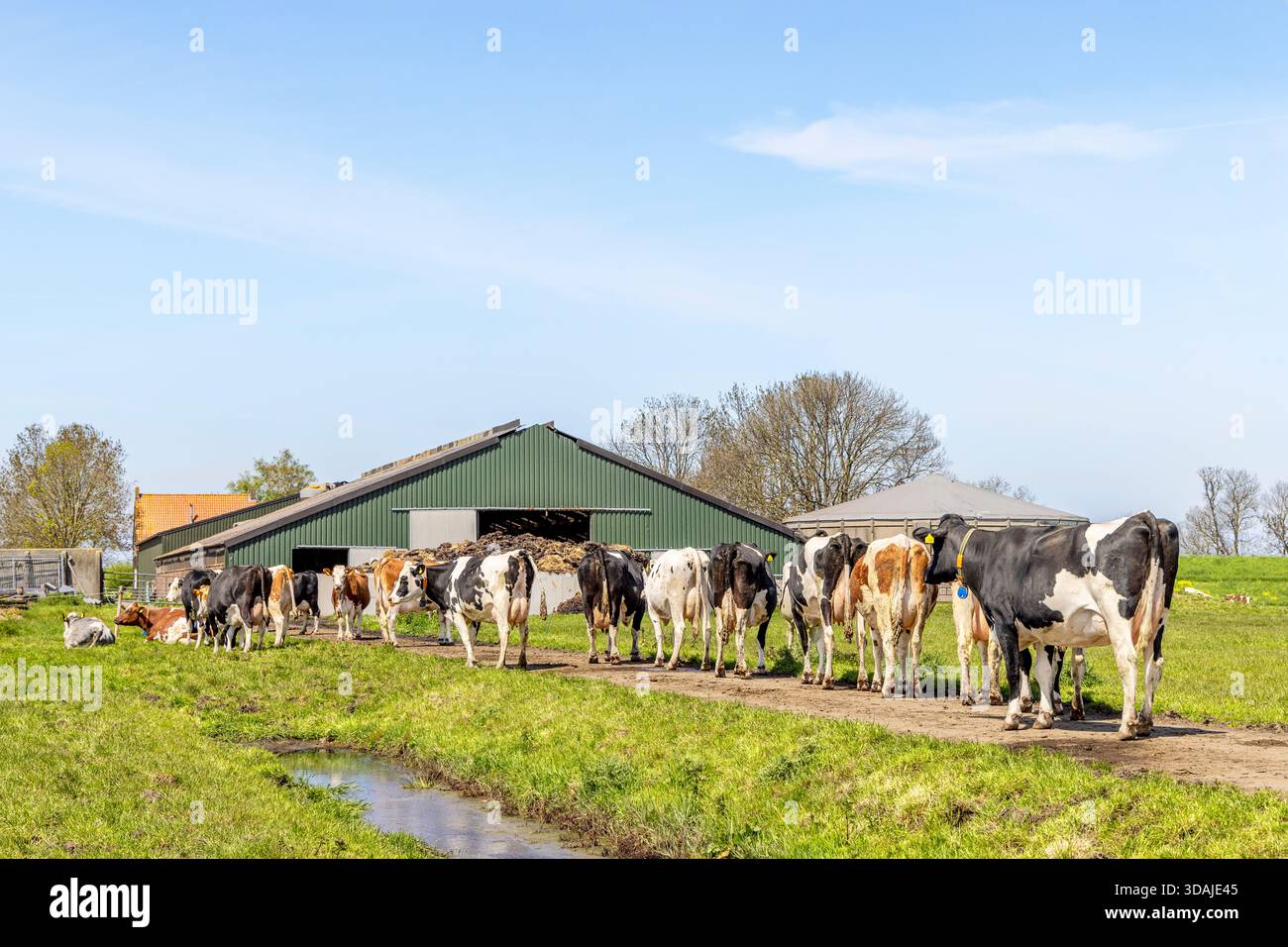 Rangée de vaches marchant à la grange, l'une après l'autre, dans une rangée, à la salle de traite dans l'étable à traire Banque D'Images