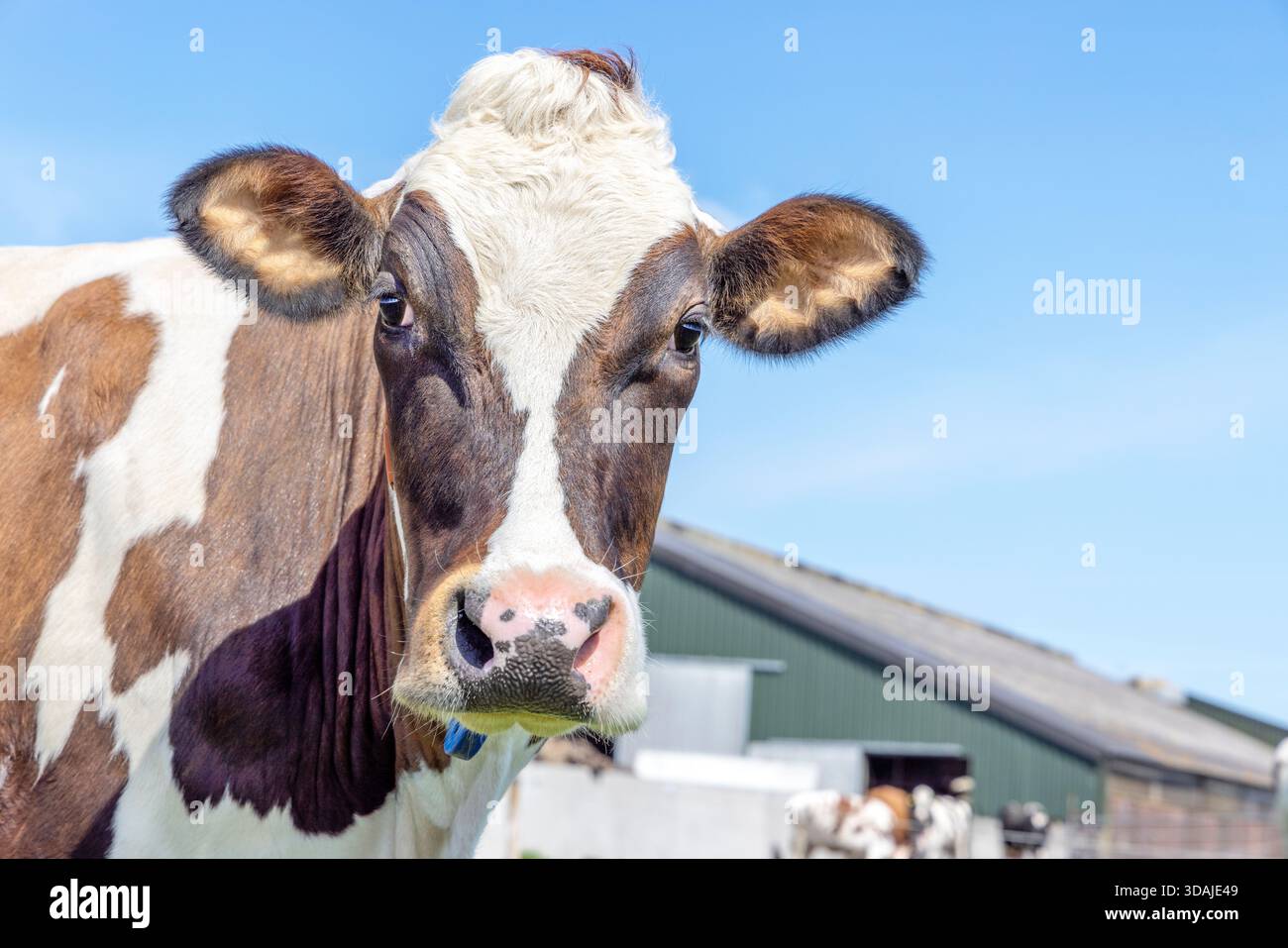 Tête de vache heureuse regardant, visage brun et blanc, devant une grange en vue de face, bovins laitiers et un ciel bleu Banque D'Images
