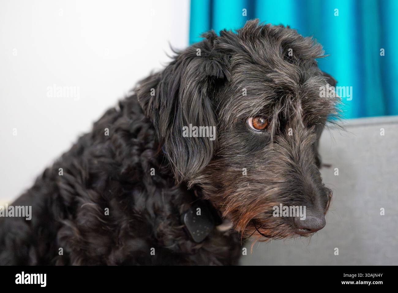 Dog Bordoodle Doleful noir avec rideau turquoise Banque D'Images