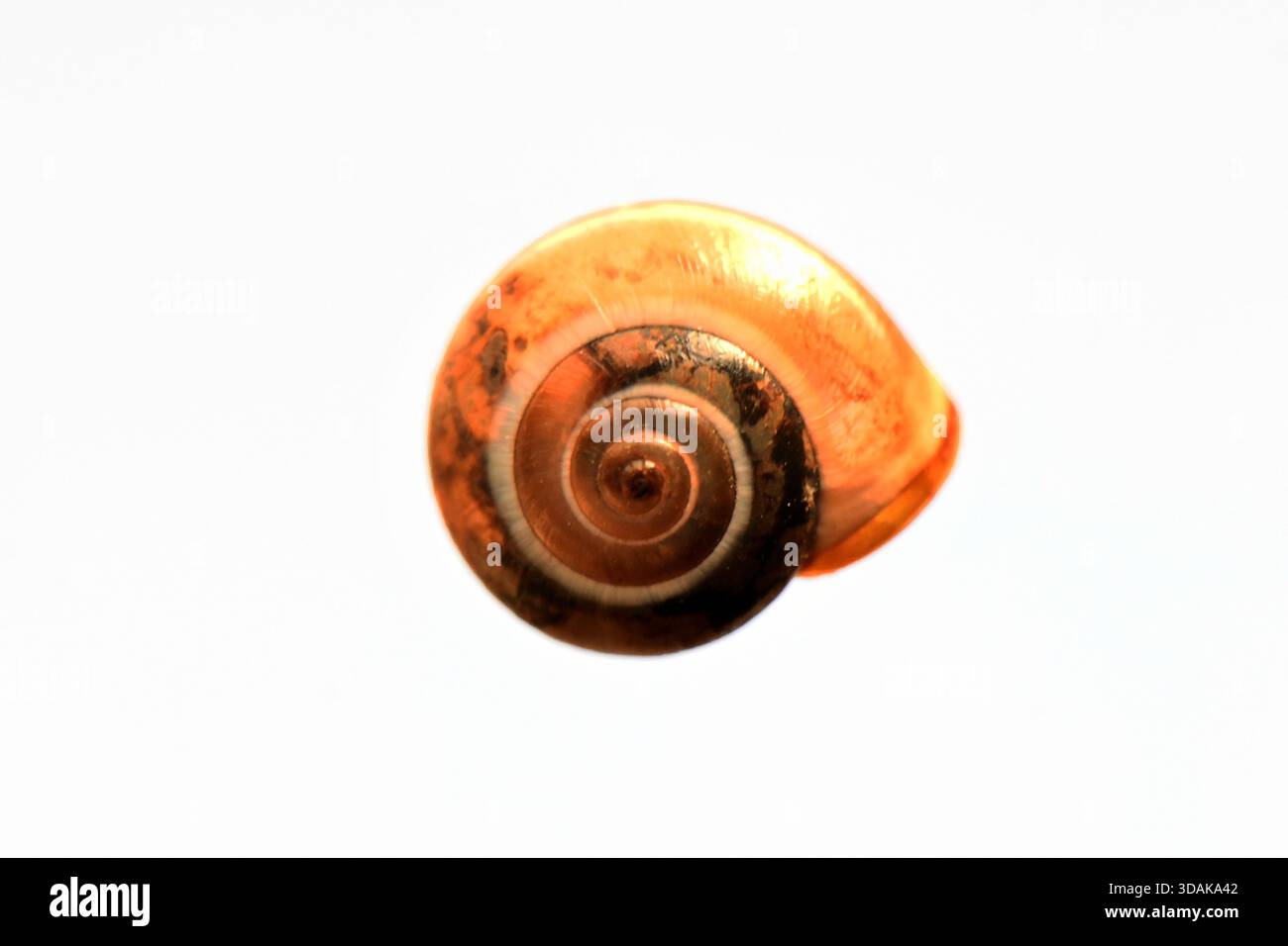 Vue macro détaillée d'une coquille d'escargot brun translucide avec un motif en spirale sombre, isolé sur un fond blanc. Banque D'Images