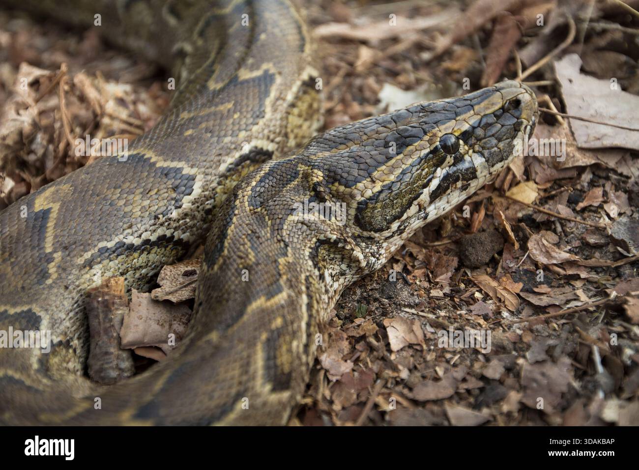 Un python rocheux africain (Python sebae) repose enroulé parmi des feuilles sèches sur le sol forestier. Banque D'Images