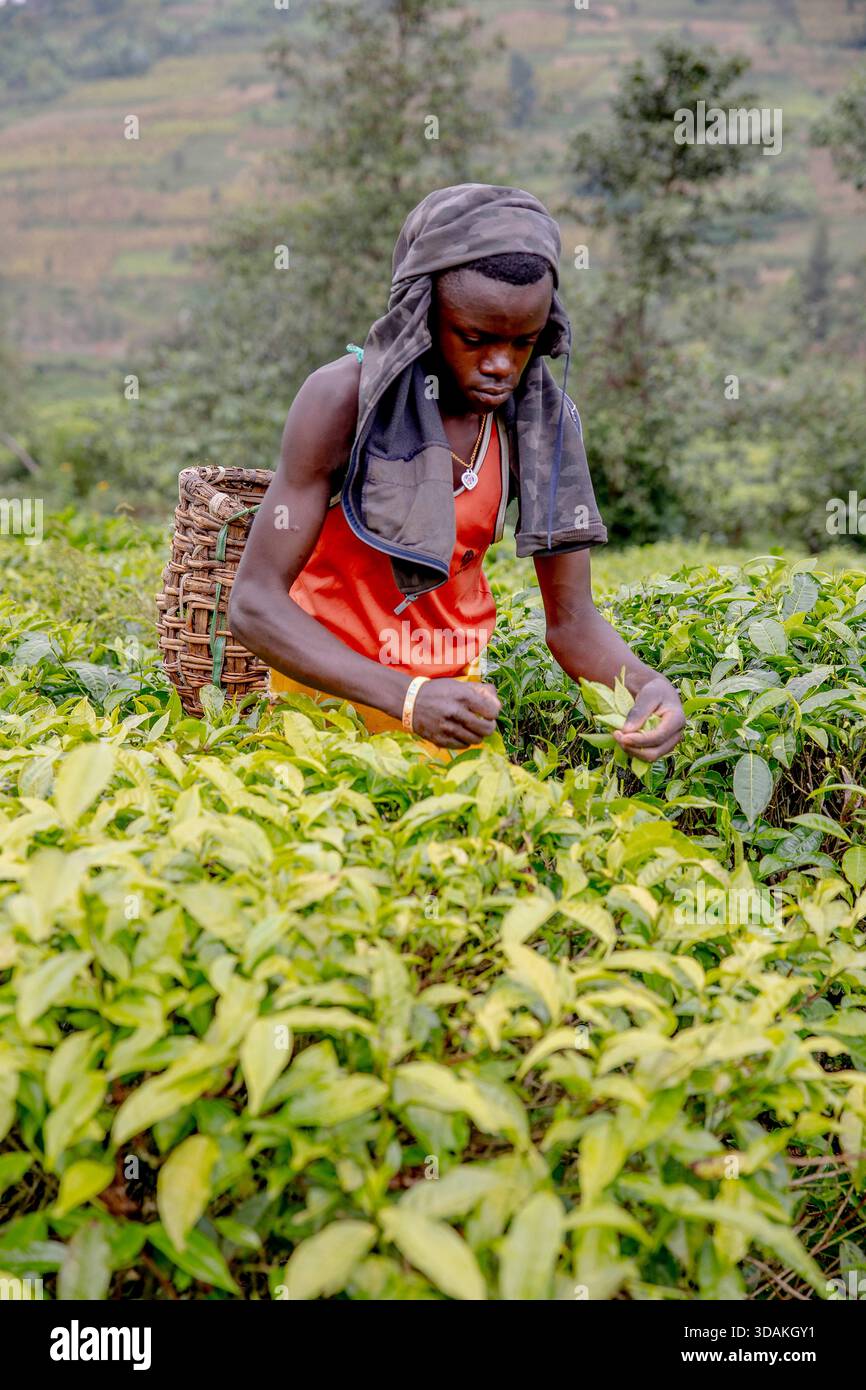 Récolte de thé dans le district de Gicumbi, province du Nord, Rwanda Banque D'Images