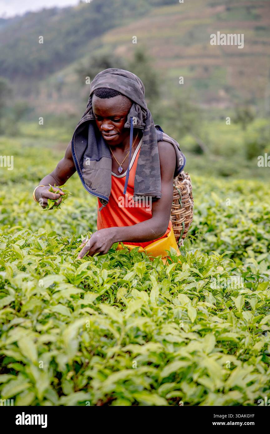Récolte de thé dans le district de Gicumbi, province du Nord, Rwanda Banque D'Images