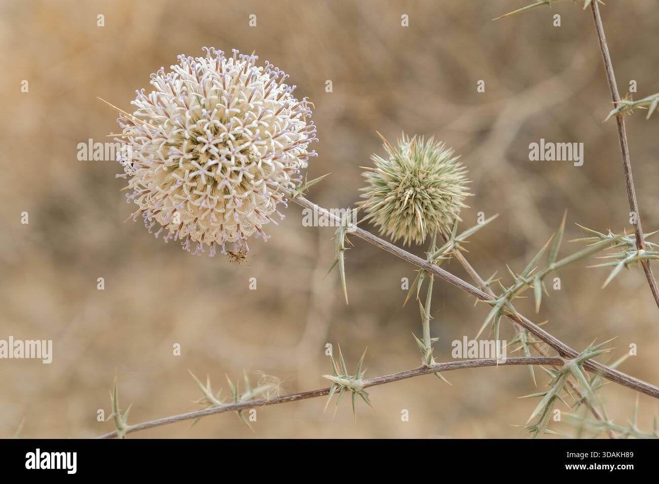 Gros plan de têtes de chardon épineuses (Echinops spinosissimus) dans un habitat désertique, réserve nationale de Wadi Degla, Égypte Banque D'Images