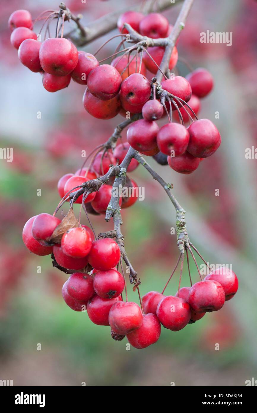 Mini pommes rouges sur l'arbre Banque D'Images
