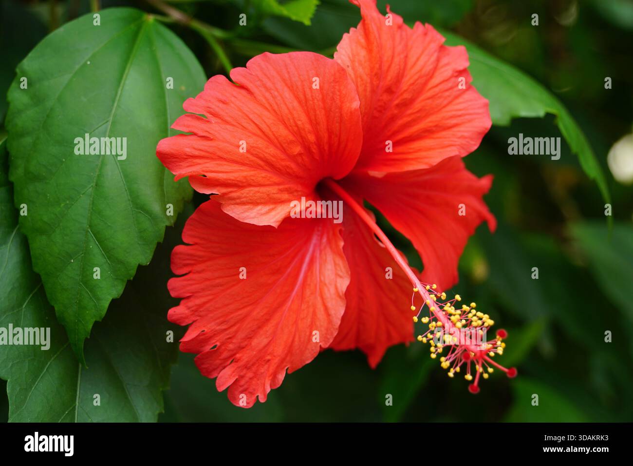 Gros plan d'une fleur d'hibiscus rouge éclatante avec des étamines proéminentes, photographiée à l'extérieur contre des feuilles vertes luxuriantes à la lumière naturelle. Banque D'Images