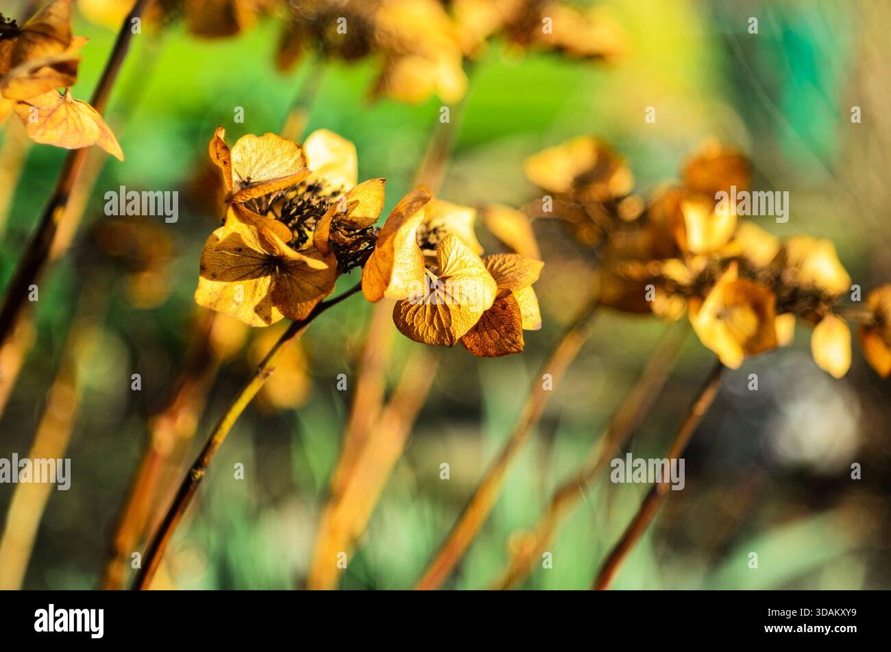 Fleurs d'hortensia séchées dans des teintes dorées chaudes avec un fond bokeh vert doux Banque D'Images