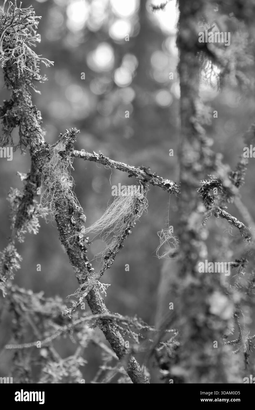 Photographie en noir et blanc de branches recouvertes de mousse et de lichen avec Une fine plume. Les textures détaillées soulignent la nature, la transience et le beau calme Banque D'Images