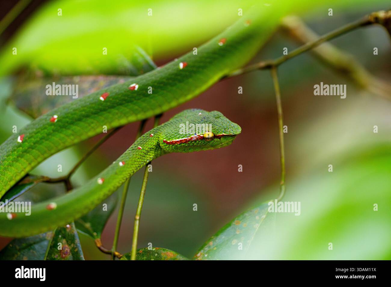 Look intense d'une Viper de Pit verte avec des yeux jaunes Banque D'Images
